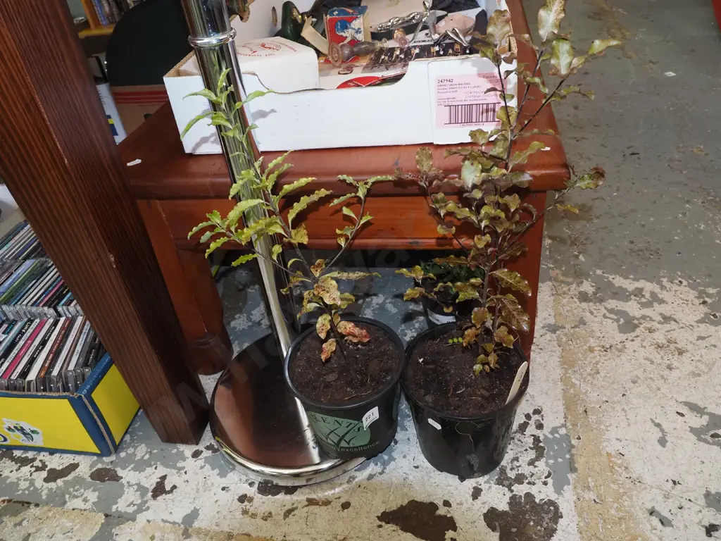 2x potted koro Image 1++