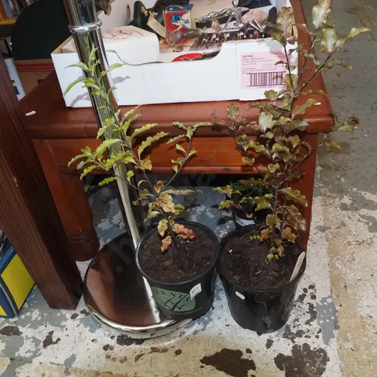 2x potted koro