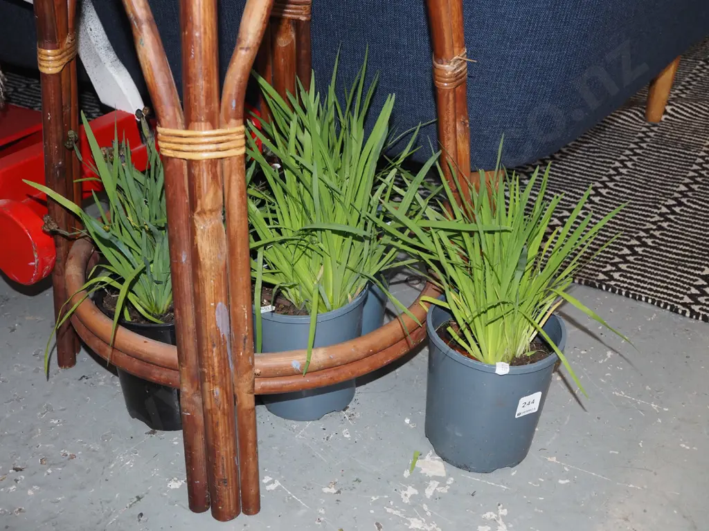 5x potted yellow eyed grasses Image 1++
