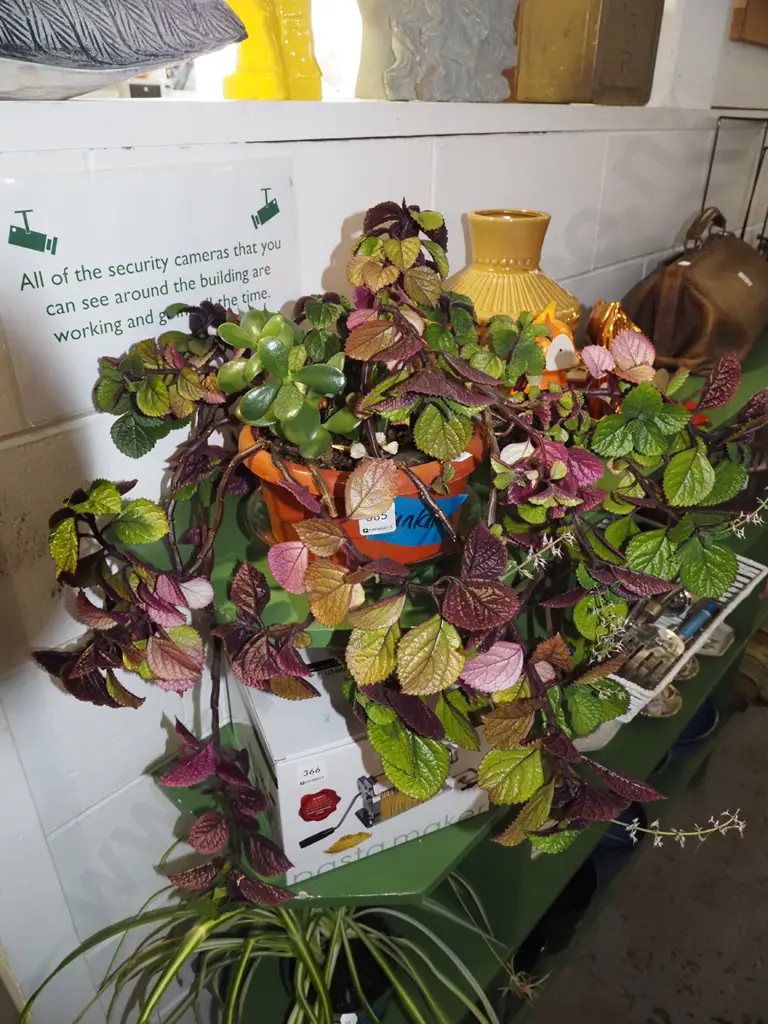 potted purple leaf plectranthus Image 1++