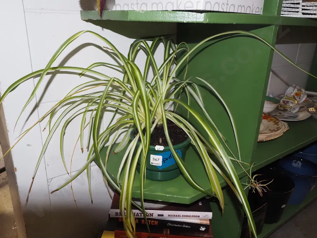 potted spider wort Image 1++