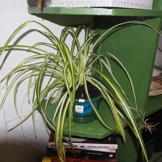 potted spider wort