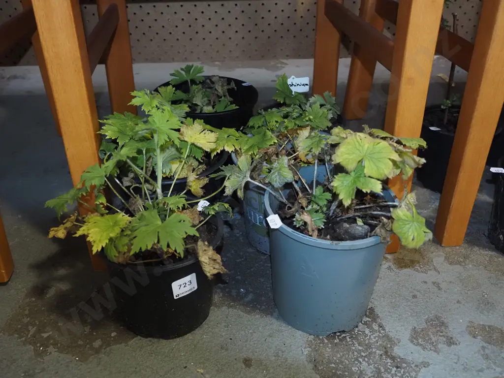 6x potted delphiniums Image 1++