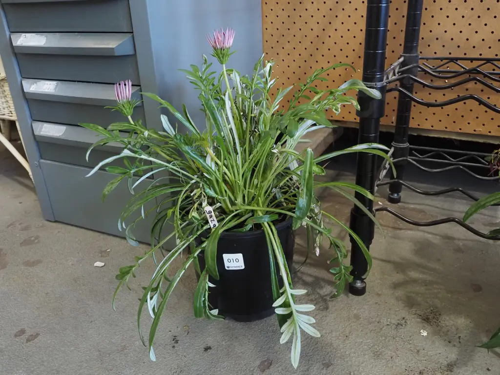  potted gazania Image 1++