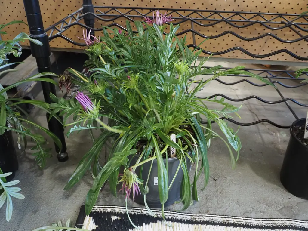  potted gazania Image 1++