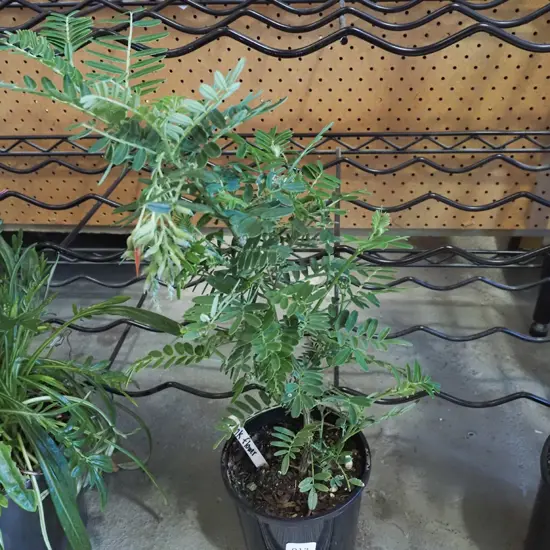 potted kaka beak - pink flower