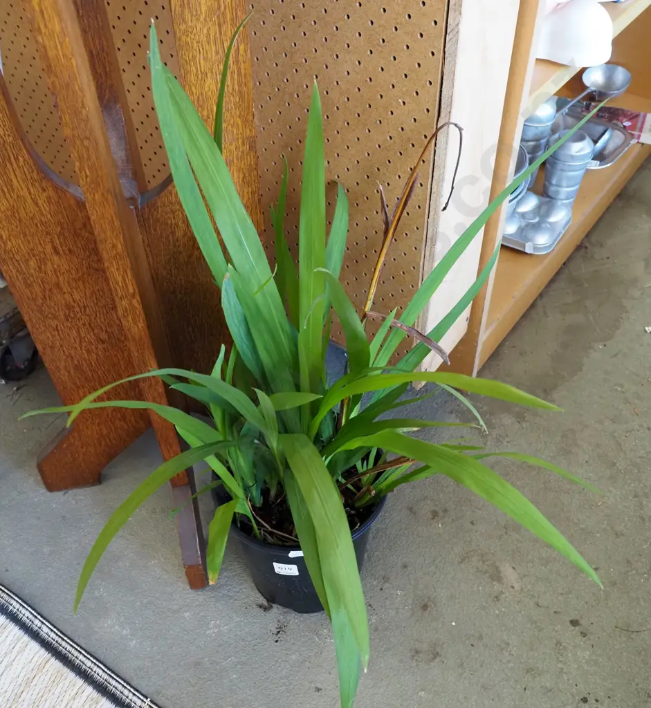 potted crocosmia Image 1++