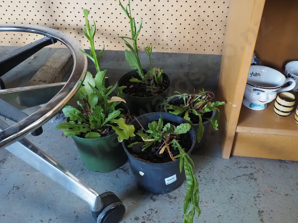 4x potted statice Image 1++