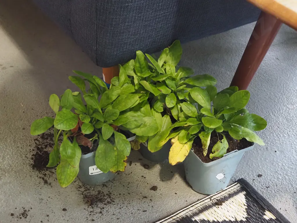 3x potted forget me nots Image 1++