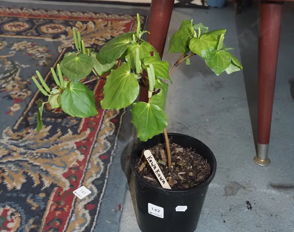 potted kawakawa Image 1++