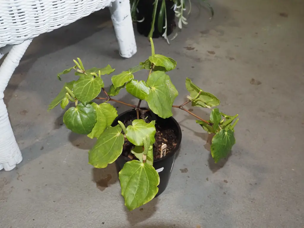 potted kawakawa Image 1++