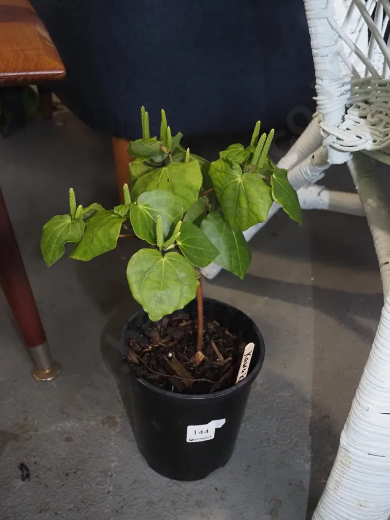 potted kawakawa Image 1++