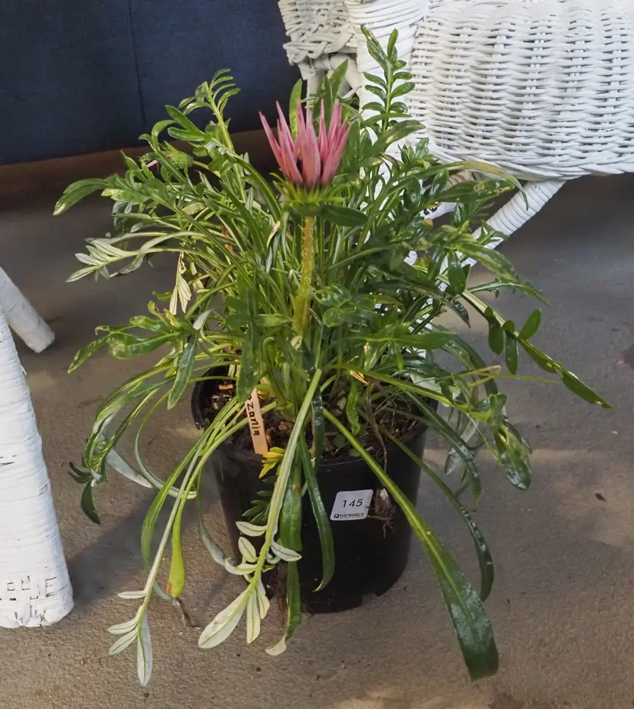potted gazania Image 1++