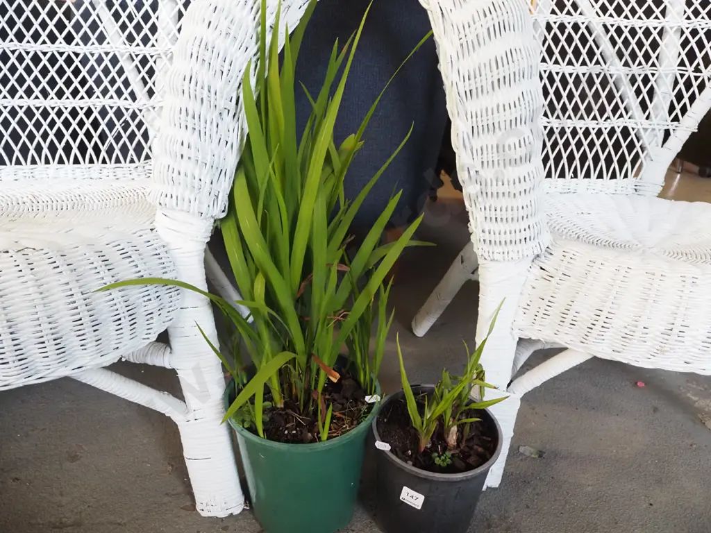 2x potted crocosmia Image 1++
