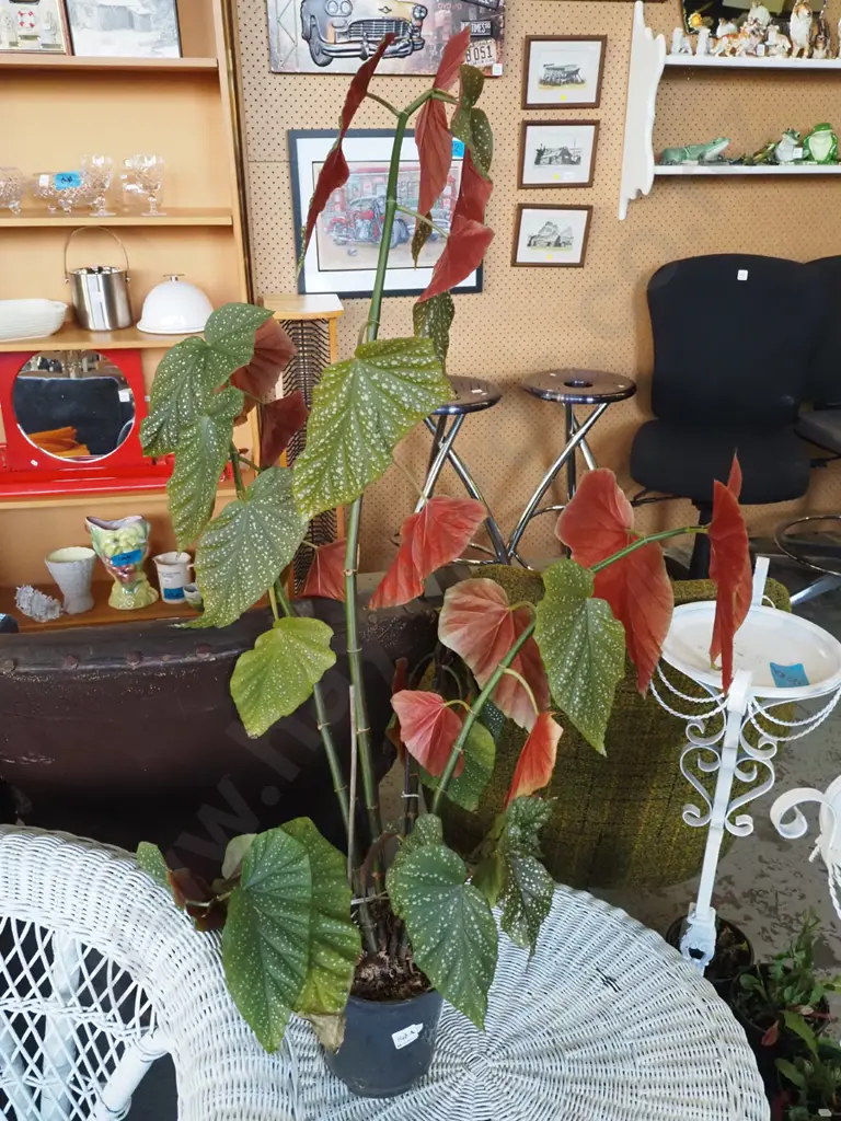 potted large leaf angel wing begonia Plant H-940 Image 1++