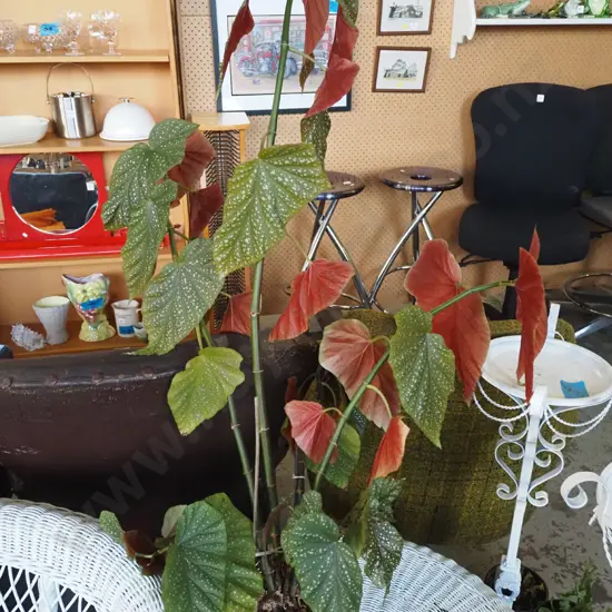 potted large leaf angel wing begonia Plant H-940