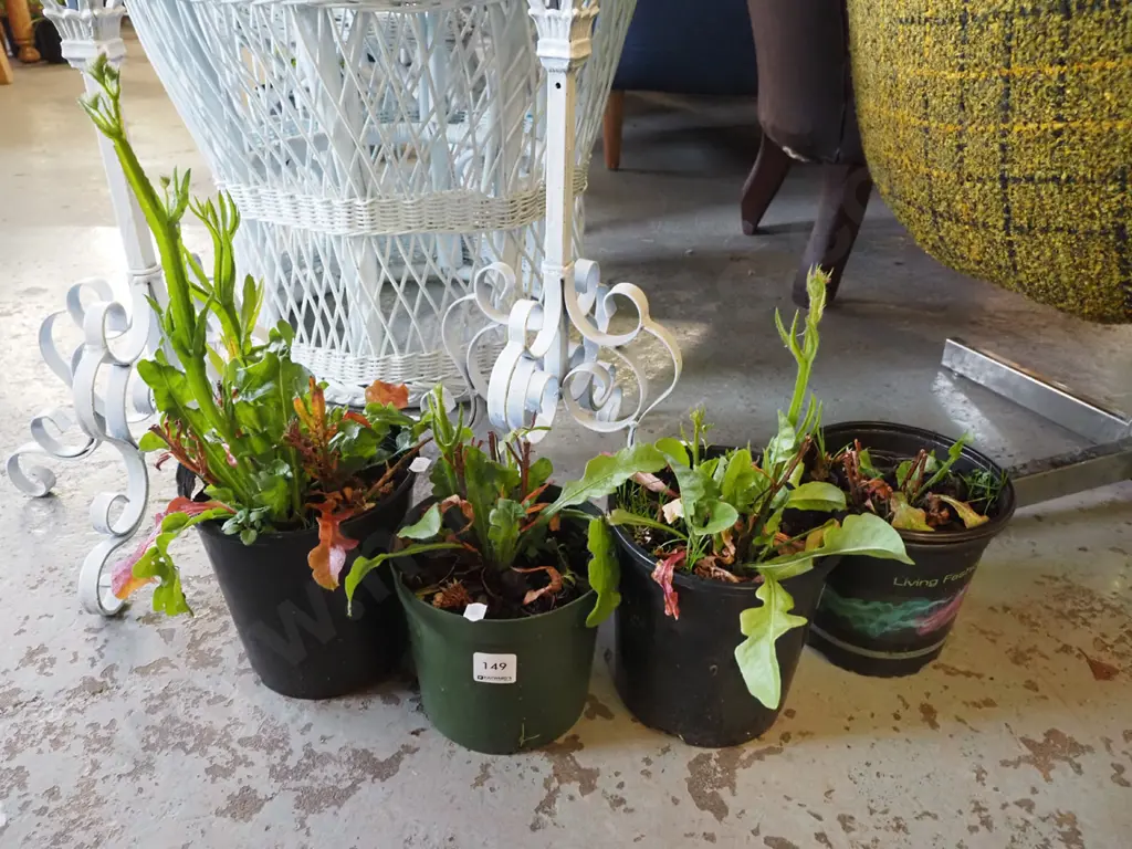 4x potted statice Image 1++