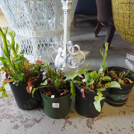 4x potted statice