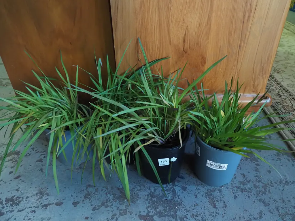4x potted yellow eyed grasses Image 1++
