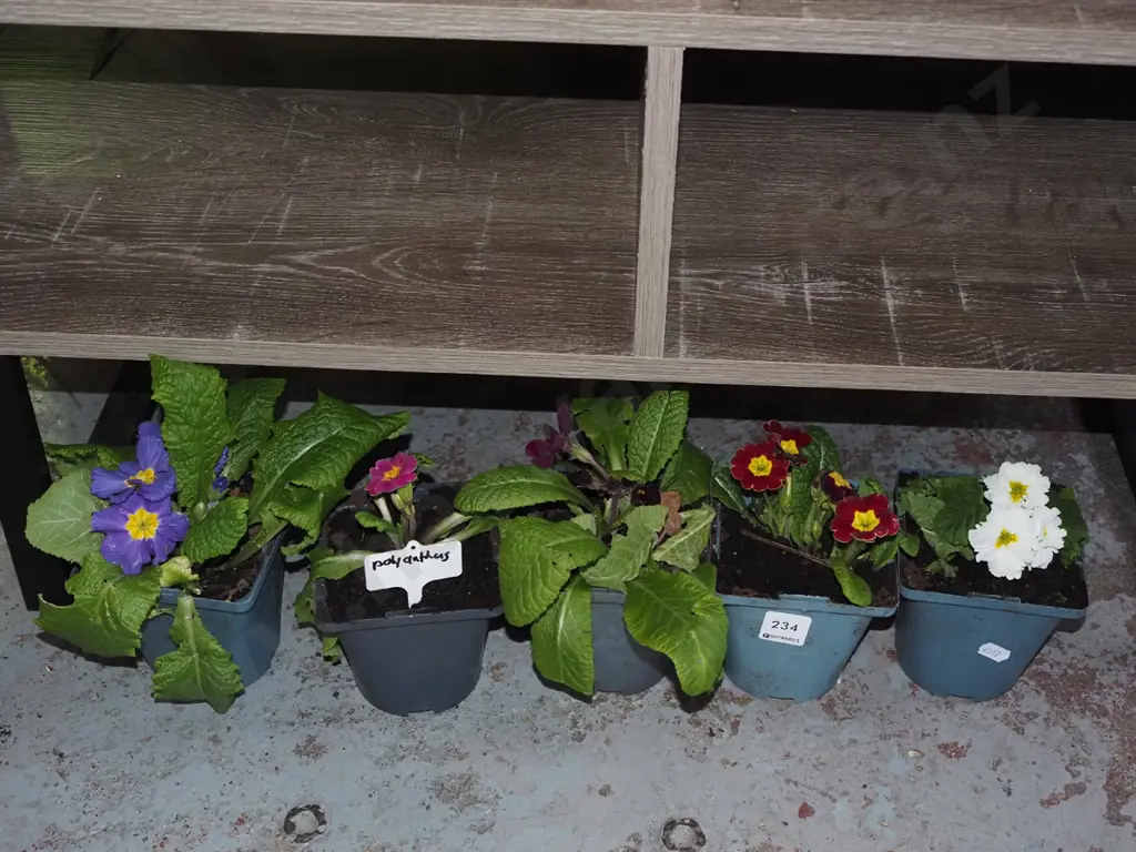 5x potted polyanthus Image 1++
