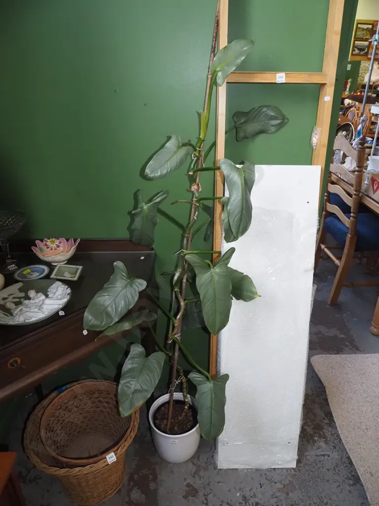 philodendron silver sword in white ceramic planter Plant H-1200 Image 1++
