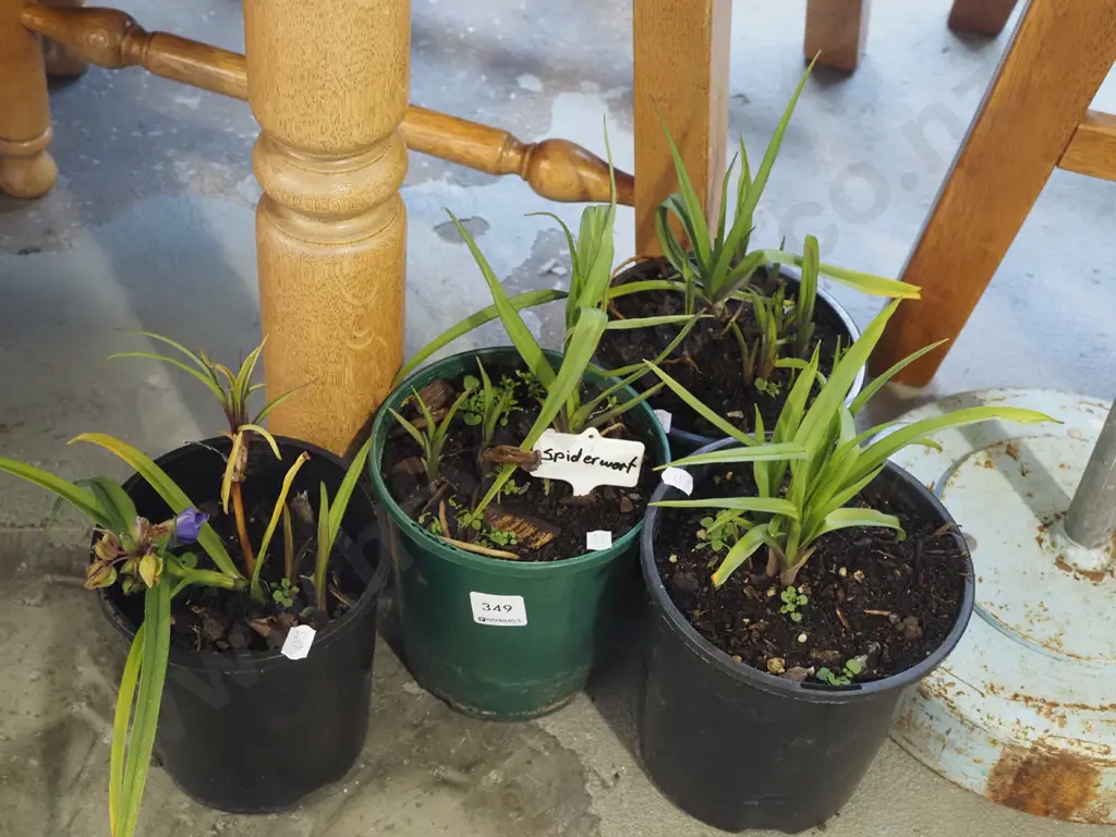 4x potted spiderworts Image 1++