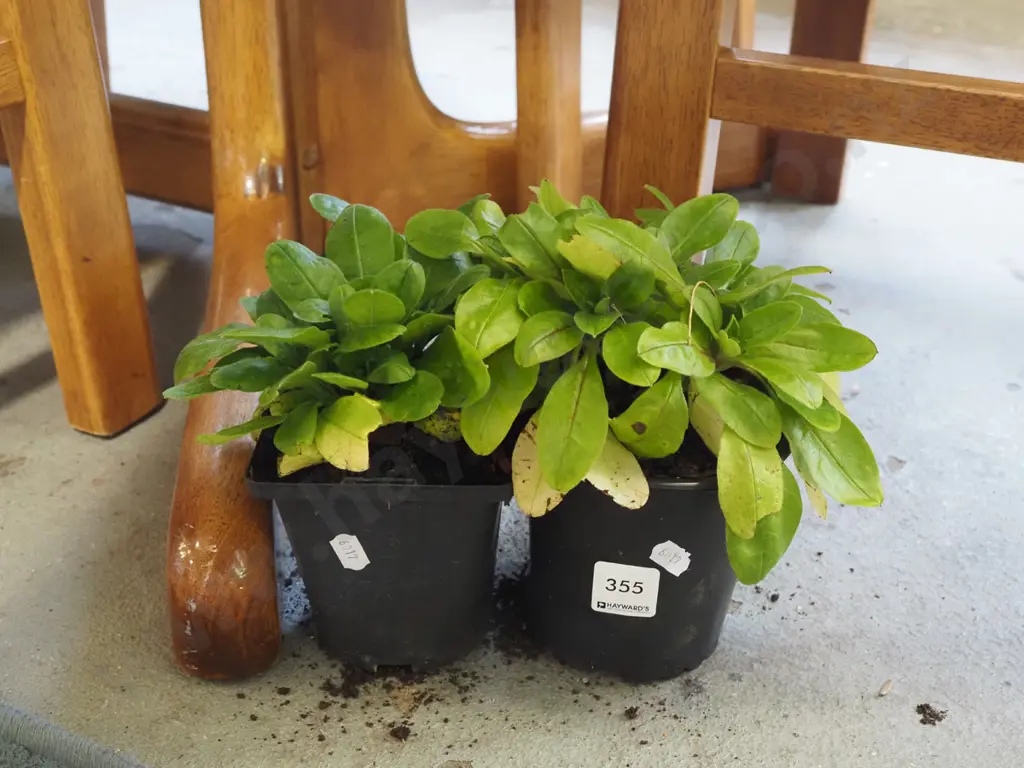 3x potted forget me nots Image 1++