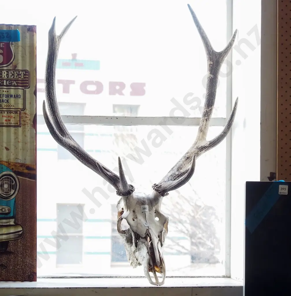large skull and antlers Image 1++