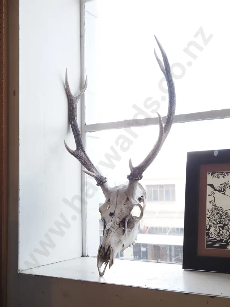 animal skull and antlers Image 1++