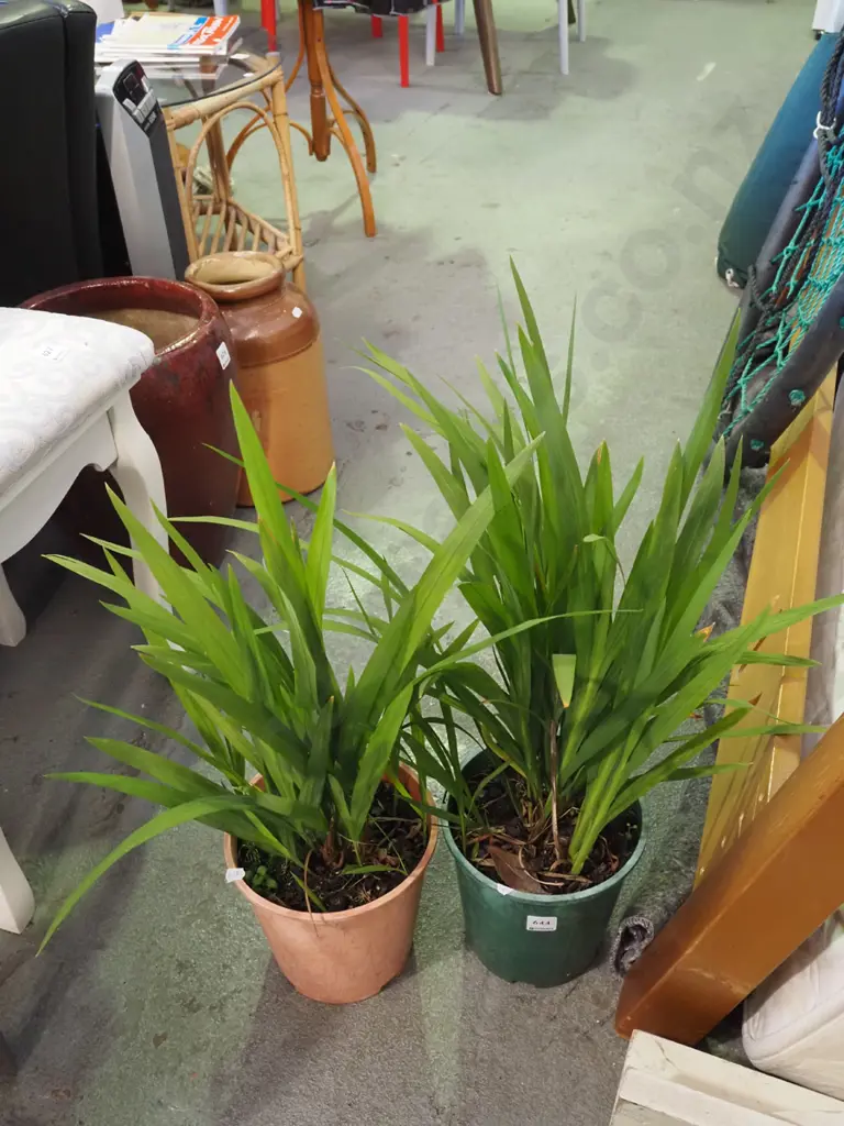 2x potted crocosmia Image 1++