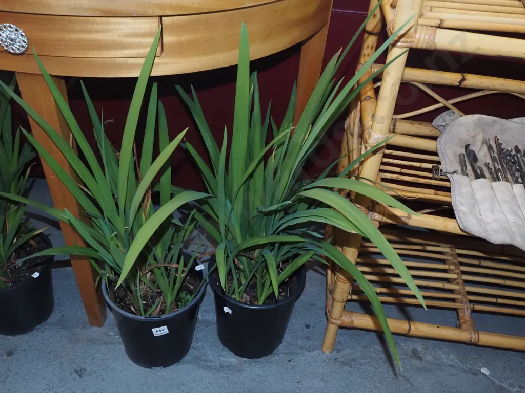 2x potted crocosmia Image 1++
