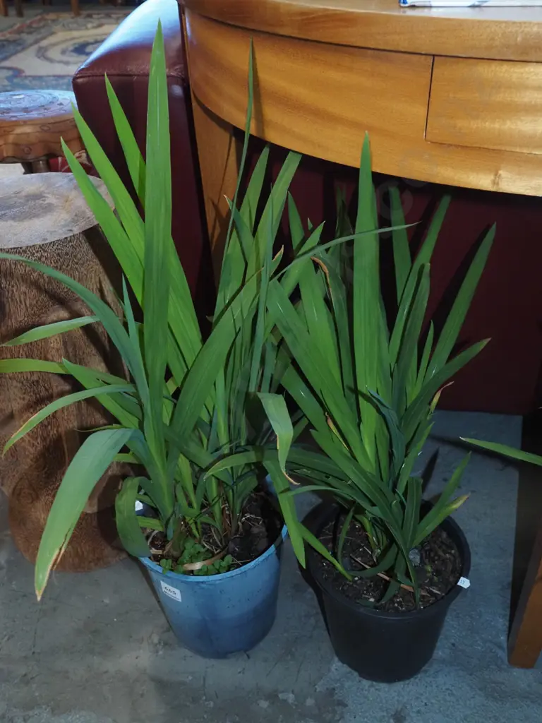 2x potted crocosmia Image 1++