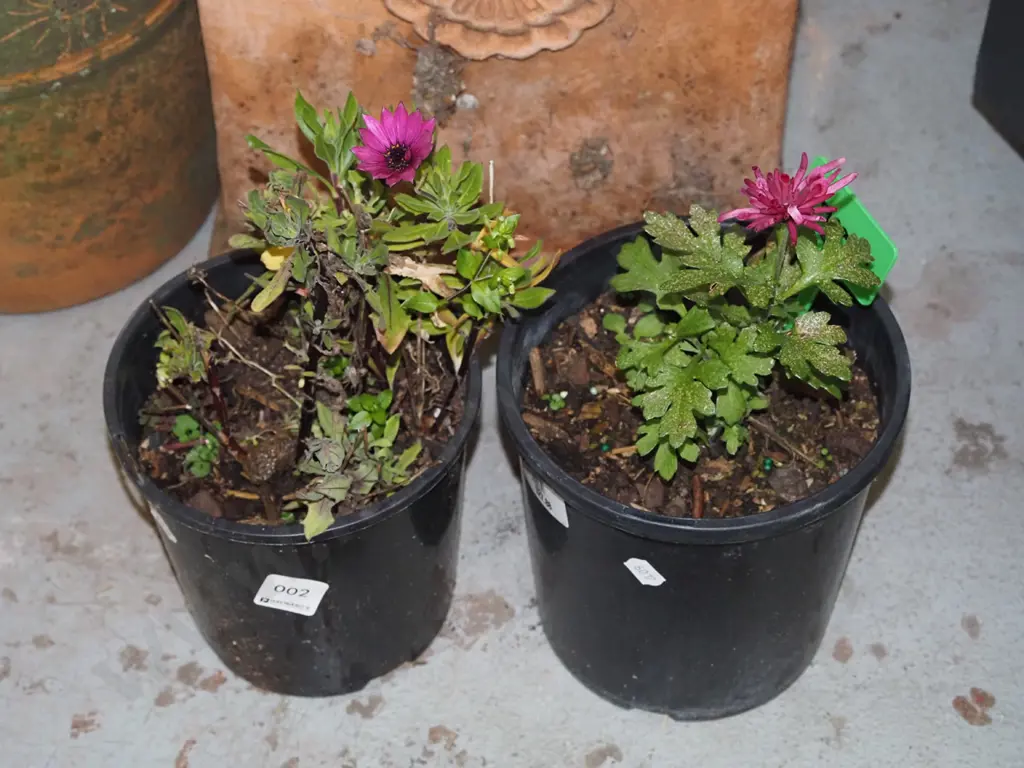 2x potted chrysanthemum Image 1++