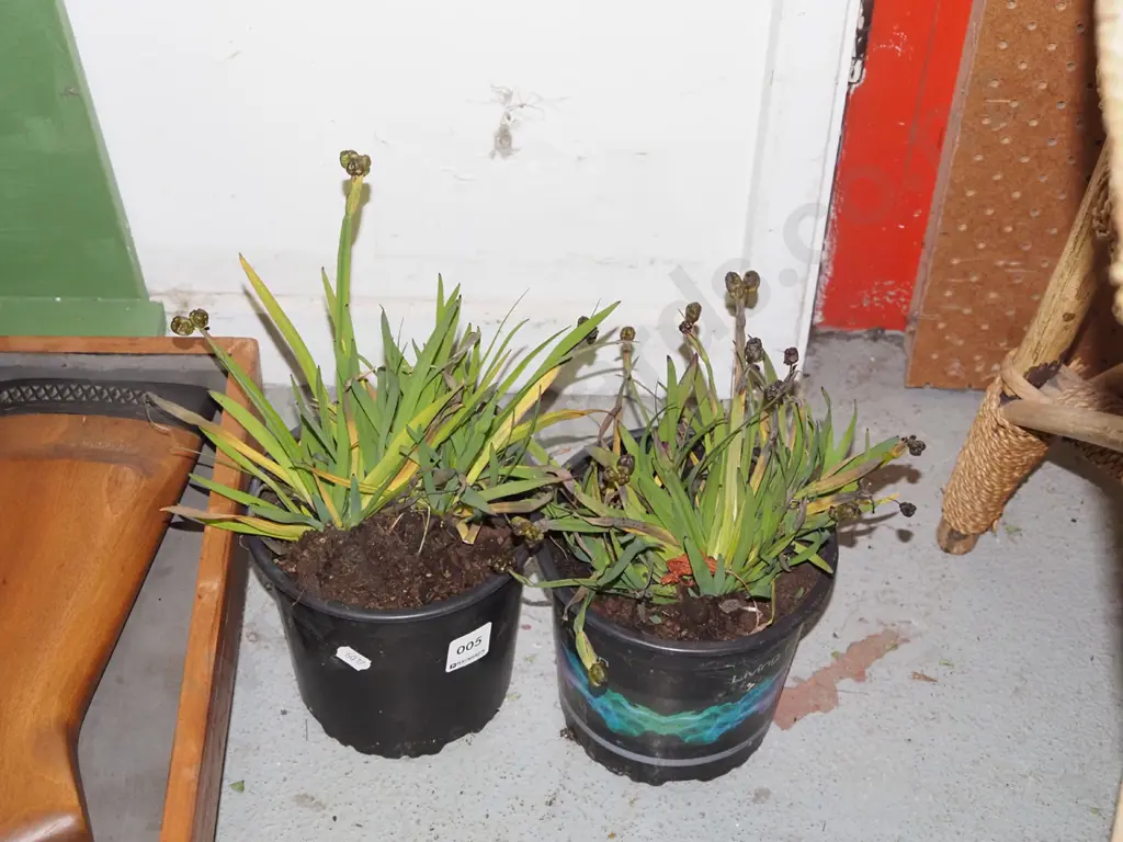 2x potted yellow eyed grasses Image 1++