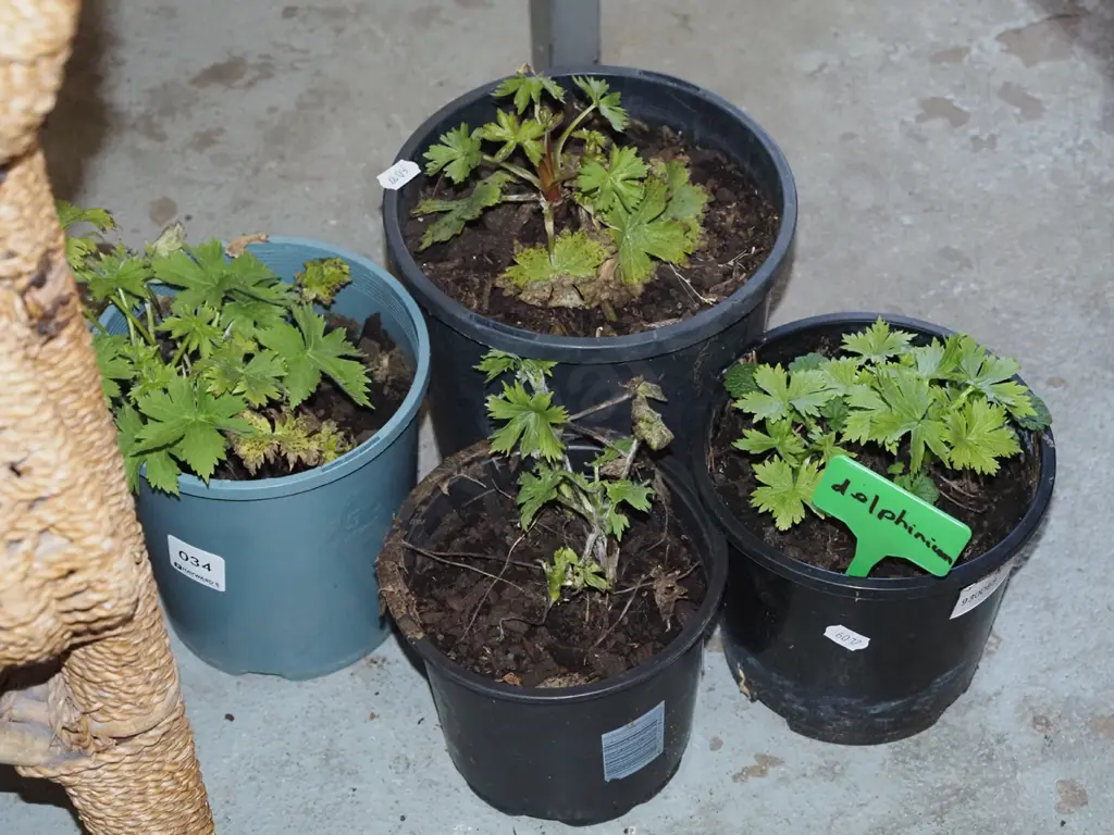 4x potted delphiniums Image 1++