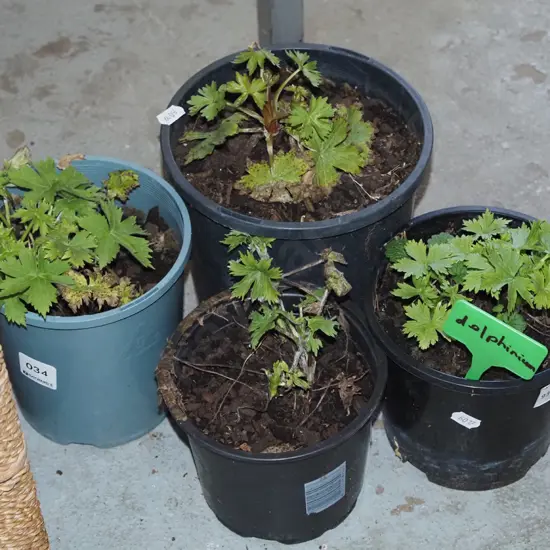 4x potted delphiniums