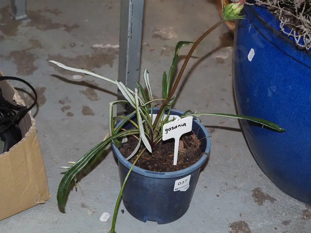 potted gazania Image 1++