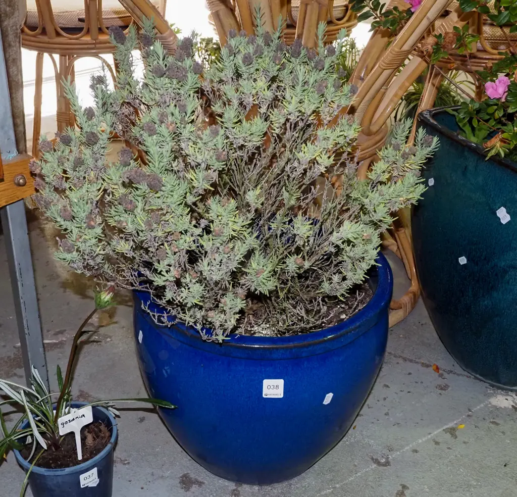 lavender in blue glazed planter H- planter 310 Image 1++