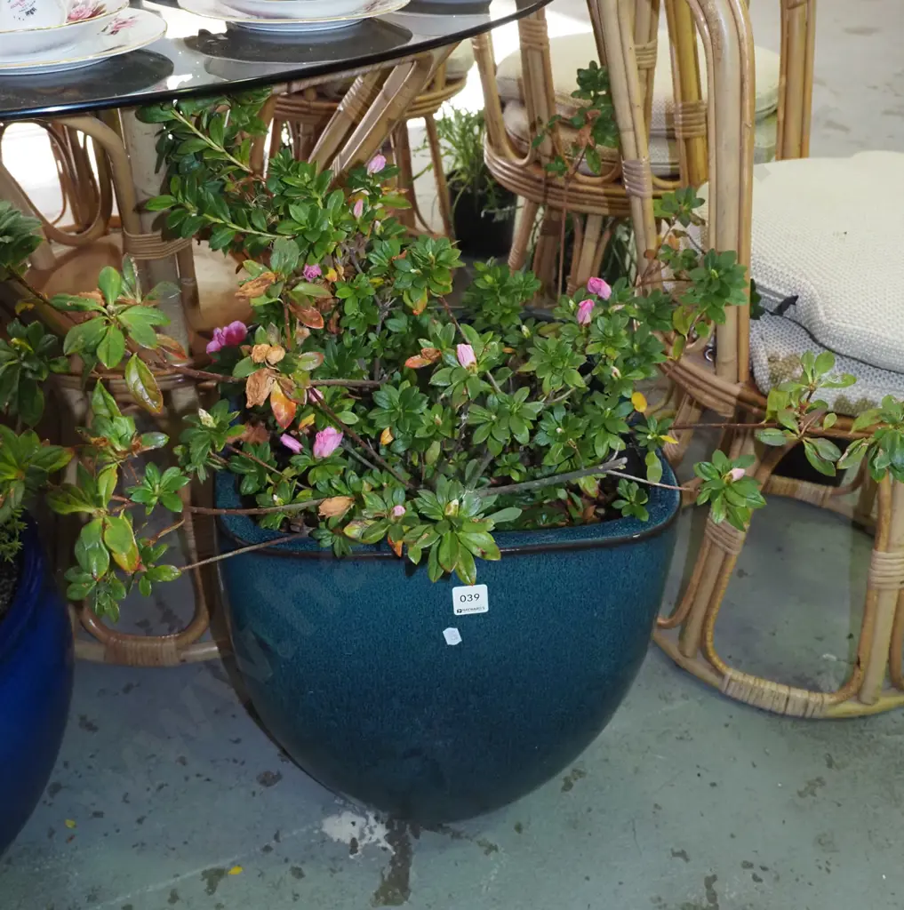 azalea in blue glazed planter Planter H-440 Image 1++
