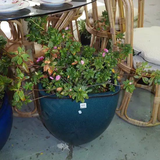 azalea in blue glazed planter Planter H-440
