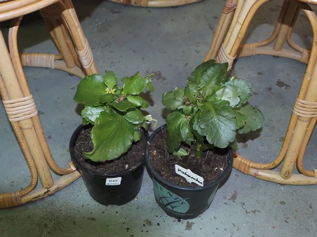 2x potted kalanchoe Image 1++