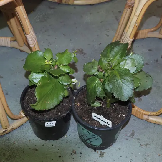 2x potted kalanchoe