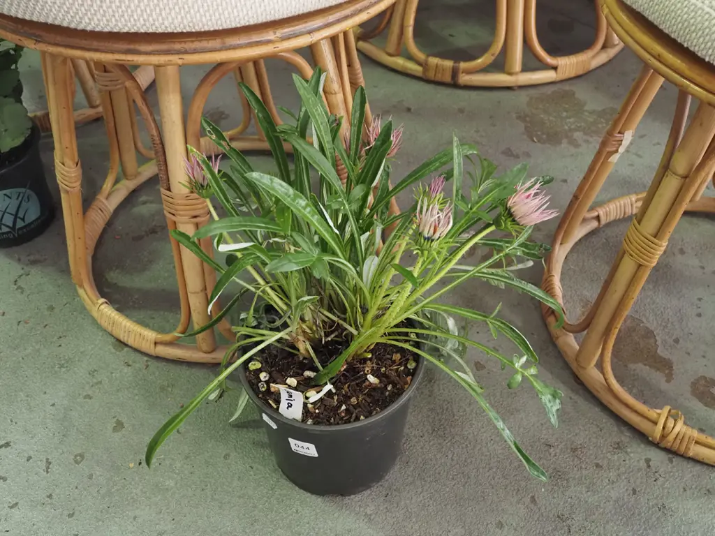 potted gazania Image 1++