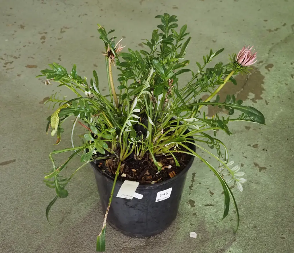 potted gazania Image 1++