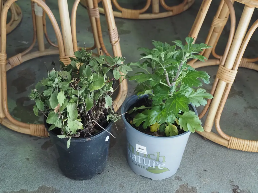 2x potted  plants Image 1++