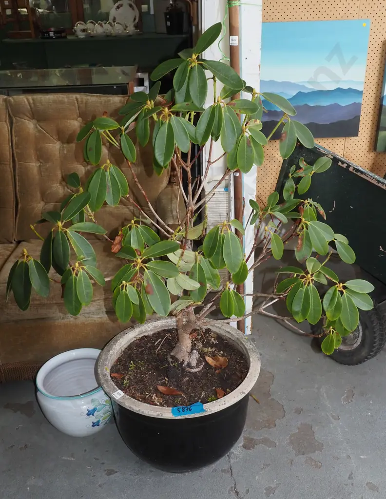 rhododendron in black planter Overall H-1150 Image 1++