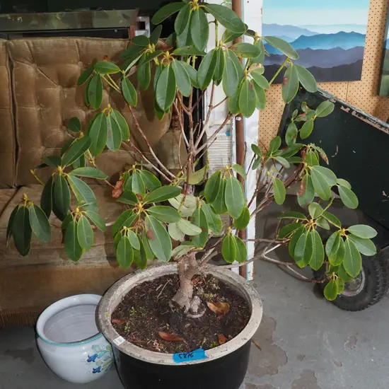 rhododendron in black planter Overall H-1150