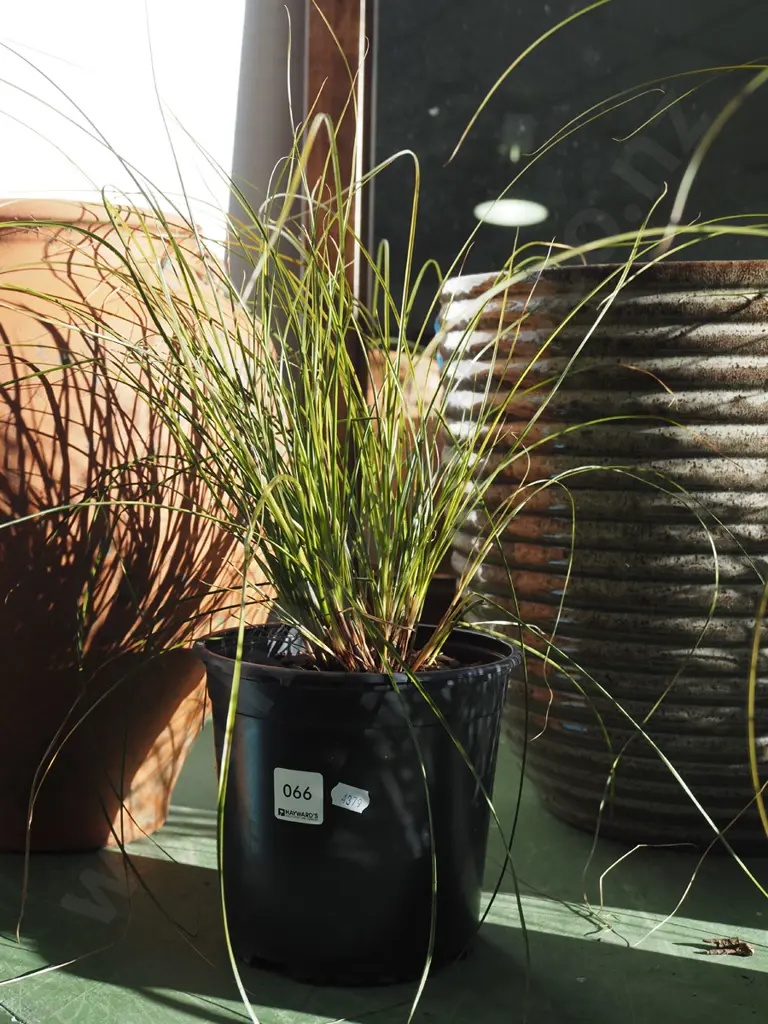 potted carex bronze Image 1++