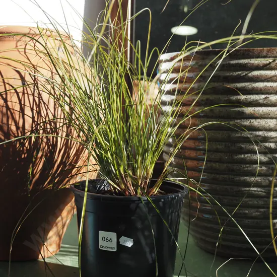 potted carex bronze