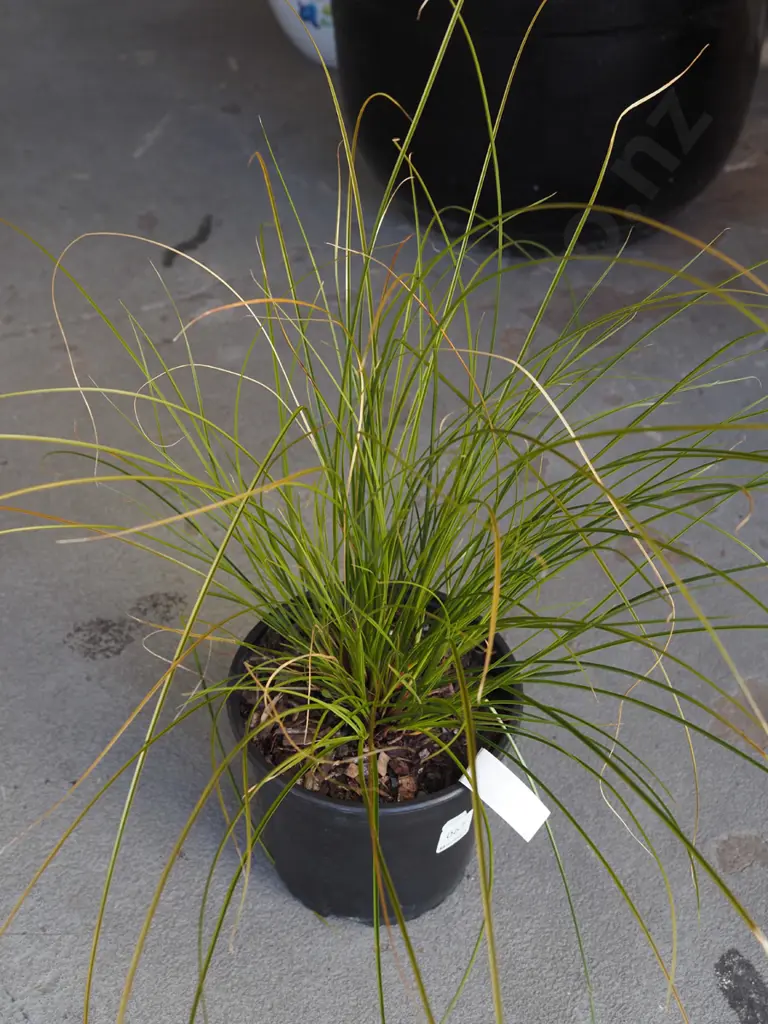 potted carex bronze Image 1++